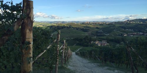 Sluttning på en vingård i Barolo Piemonte